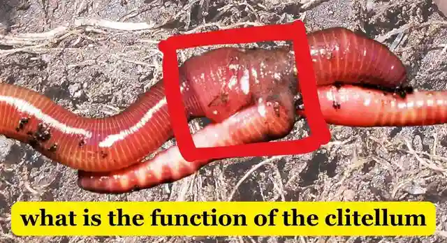 what is the function of the clitellum in an earthworm