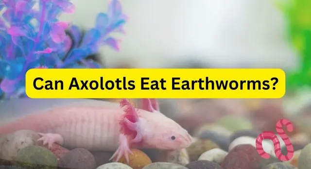 Can Axolotls Eat Earthworms