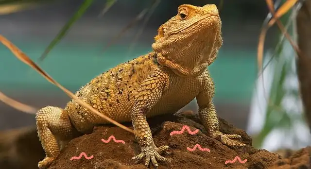 Can Bearded Dragons Eat Earthworms