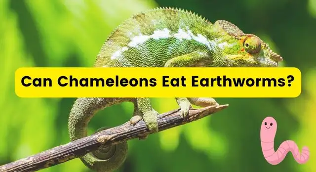 Can Chameleons Eat Earthworms