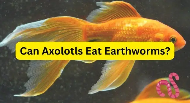 Can Goldfish Eat Earthworms