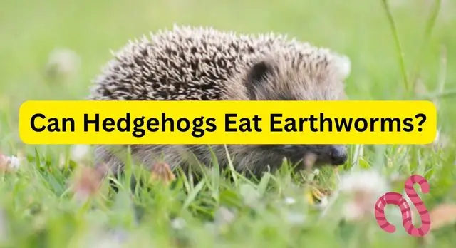 Can Hedgehogs Eat Earthworms