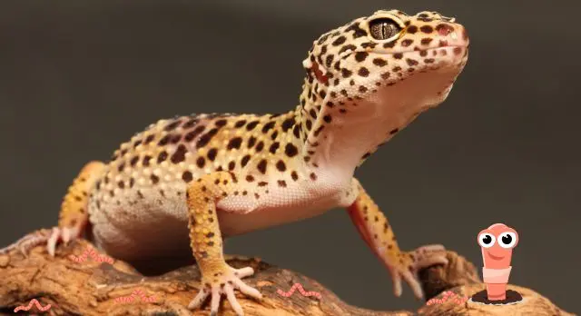 Can Leopard Geckos Eat Earthworms