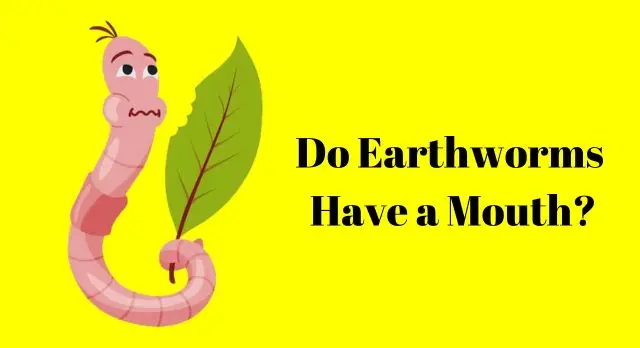 Do Earthworms Have a Mouth?