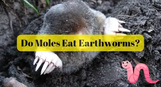 Do Moles Eat Earthworms