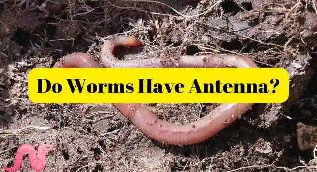 Do Worms Have Antenna