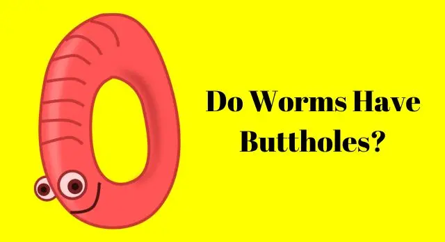 Do Worms Have Buttholes