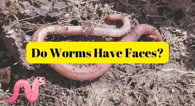 Do Worms Have Faces
