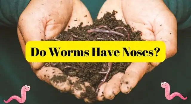 Do Worms Have Noses