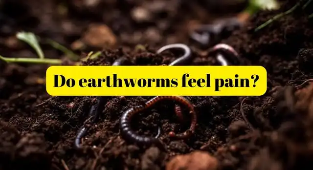 Do earthworms feel pain
