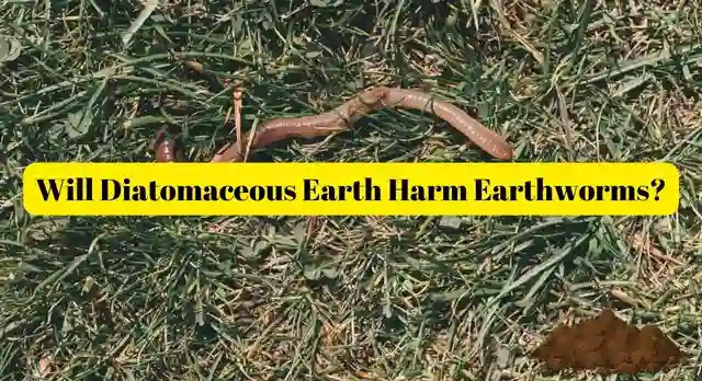 Does Diatomaceous Earth Harm Earthworms
