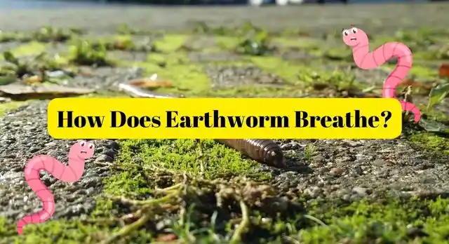 How Does Earthworm Breathe