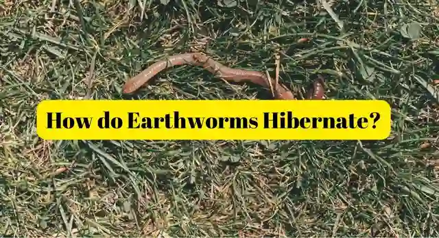 How do Earthworms Hibernate
