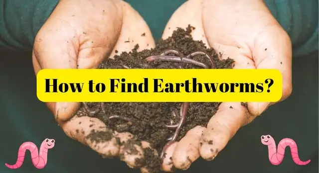 How to Find Earthworms
