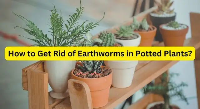 How to Get Rid of Earthworms in Potted Plants