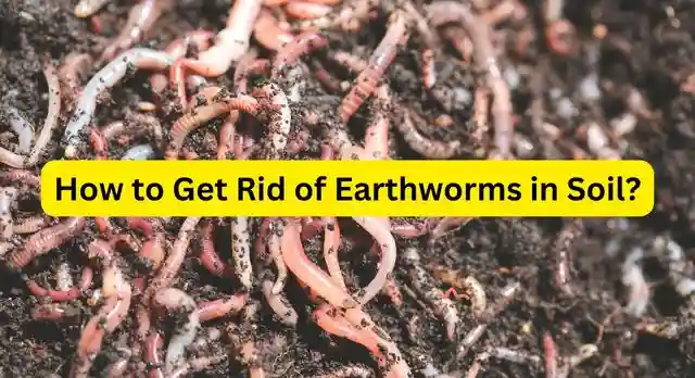 How to Get Rid of Earthworms in Soil