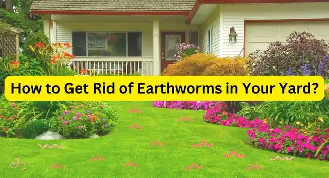 How to Get Rid of Earthworms in Your Yard