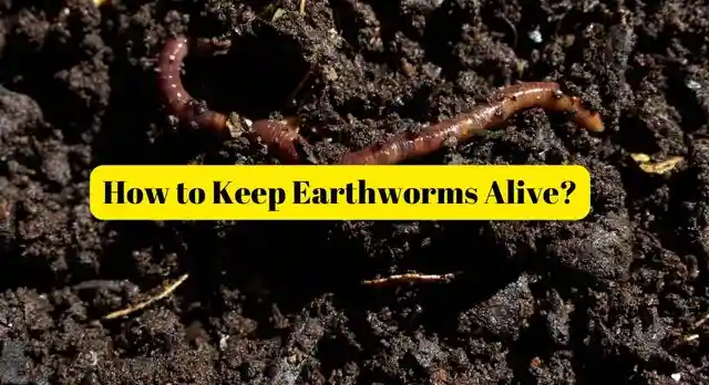 How to Keep Earthworms Alive
