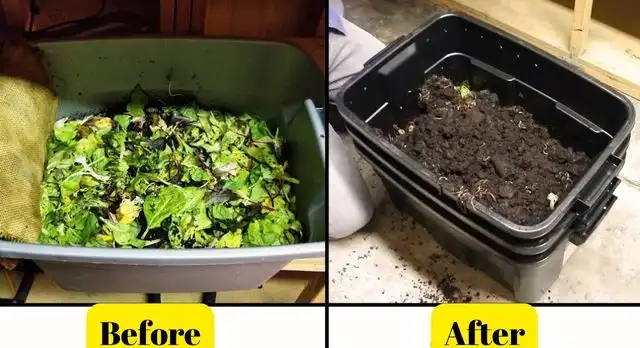 How to Make an Earthworm Farm