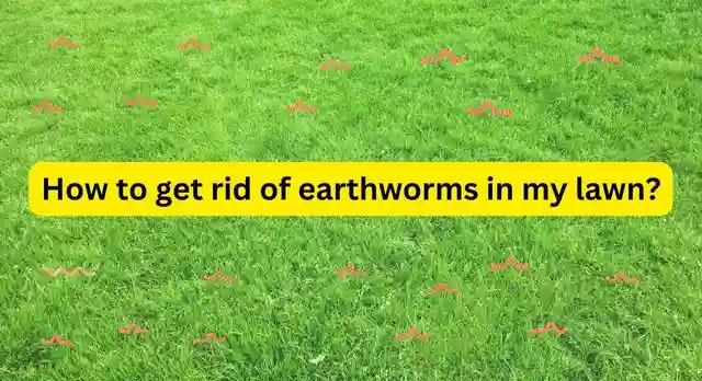 How to get rid of earthworms in my lawn