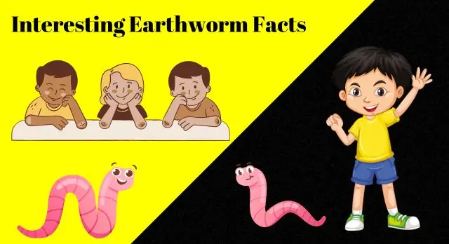 Interesting Earthworm Facts for Kids