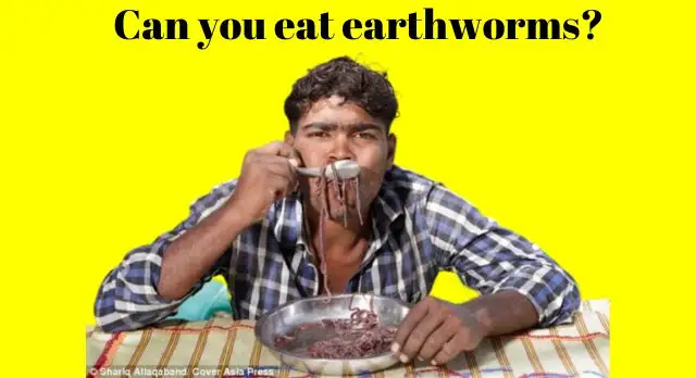 can you eat earthworms