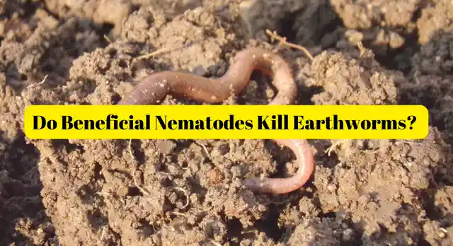 do beneficial nematodes kill earthworms