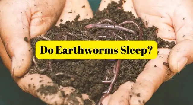 do earthworms sleep