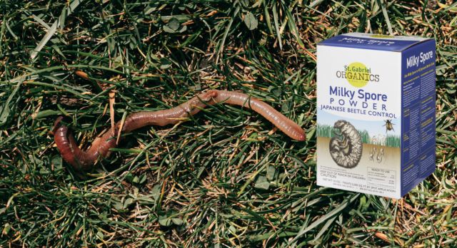 does milky spore kill earthworms