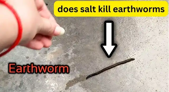 Does Salt Kill Earthworms