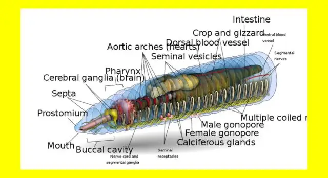 function of gizzard in earthworm