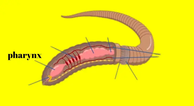 function of pharynx in earthworm