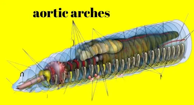 function of the aortic arches in earthworm