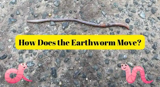 how does earthworm move