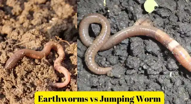 jumping worms vs earthworm