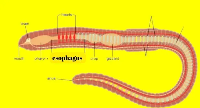 what is the function of the esophagus in an earthworm
