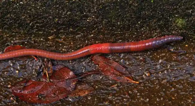 what type of symmetry do earthworms have