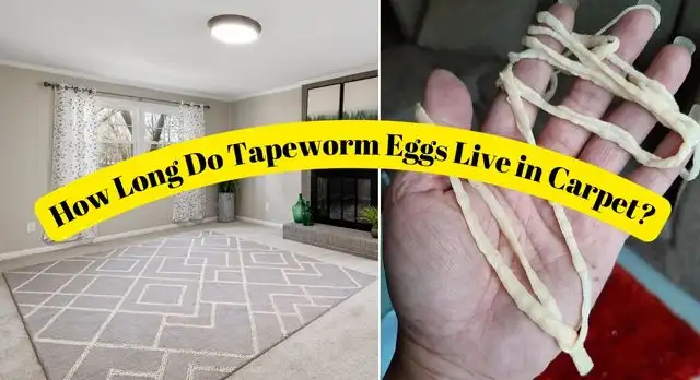 How Long Do Tapeworm Eggs Live in Carpet