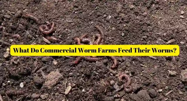 What Do Commercial Worm Farms Feed Their Worms