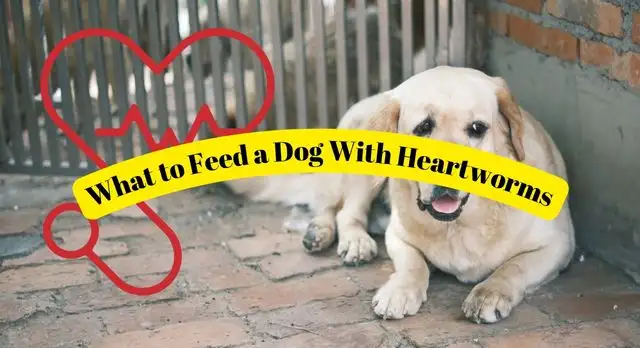 What to Feed a Dog With Heartworms