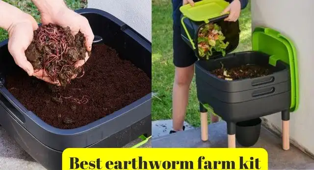 best earthworm farm kit