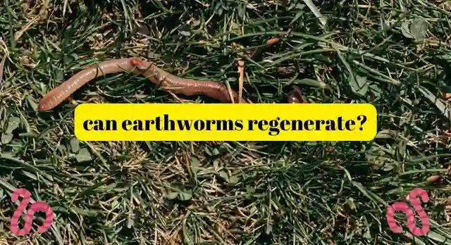 can earthworms regenerate