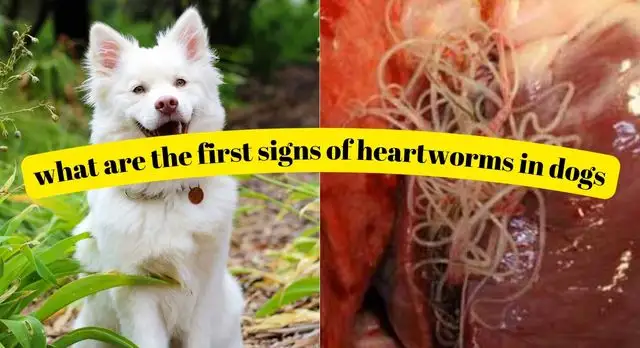 what are the first signs of heartworms in dogs