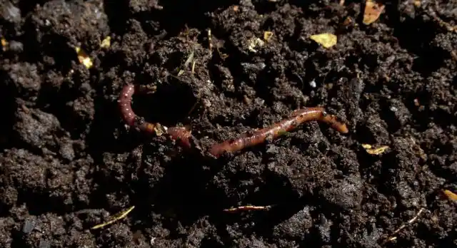 what is soil type to an earthworm