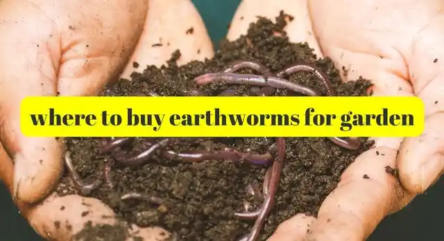 where to buy earthworms for garden
