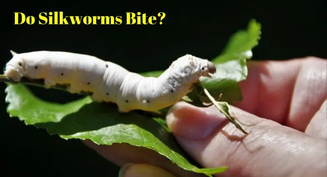 Do Silkworms Bite