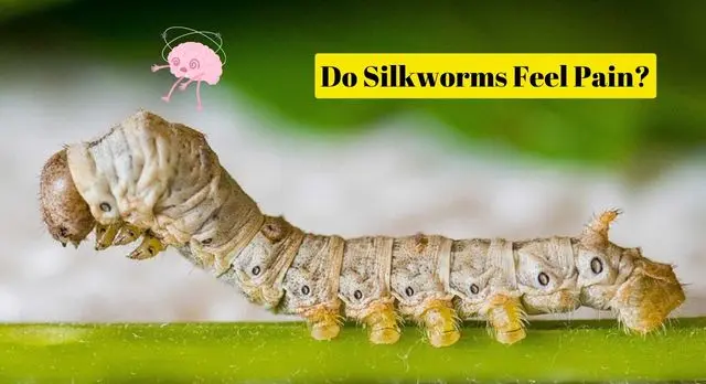 Do Silkworms Feel Pain