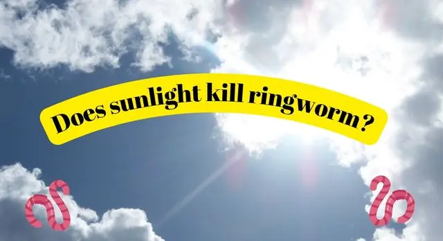 Does sunlight kill ringworm