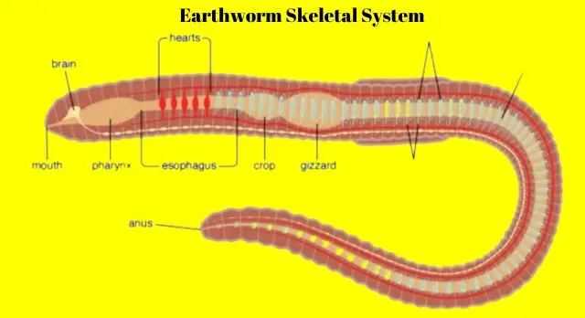 Earthworm Skeletal System