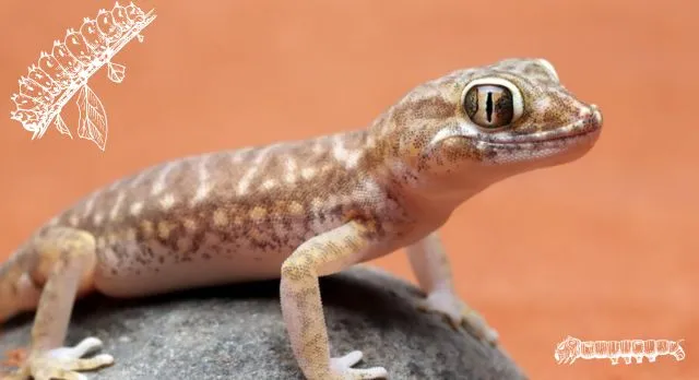 can crested geckos eat silkworms